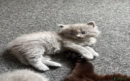 British Longhair cats for sale: (1 BOY LEFT) Grey British Longhair Kittens - Image 11