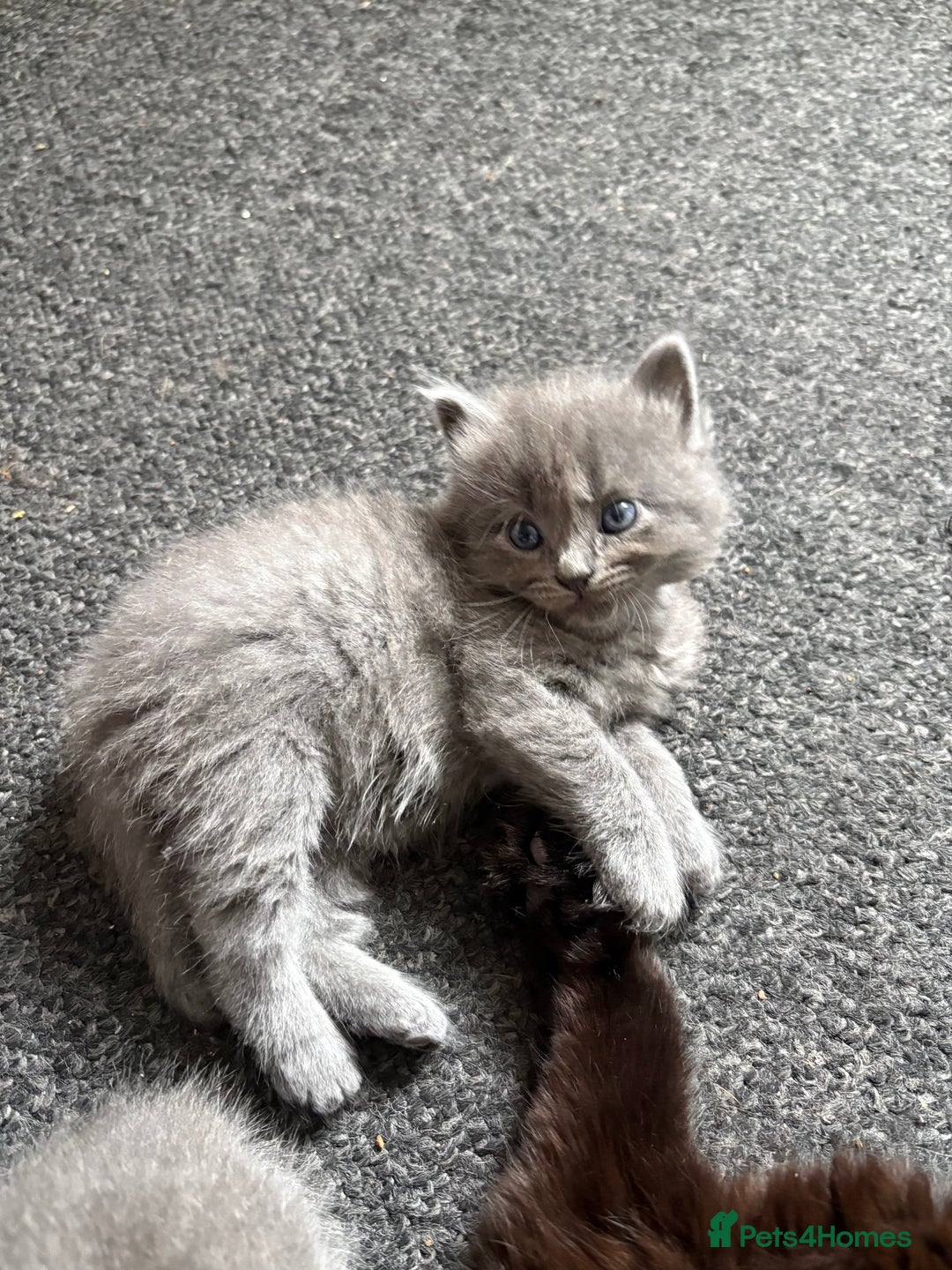 British Longhair cats for sale: (1 BOY LEFT) Grey British Longhair Kittens - Image 11