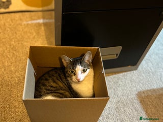 Mixed Breed cats Mixed Main coon and Tabby - Advert 1