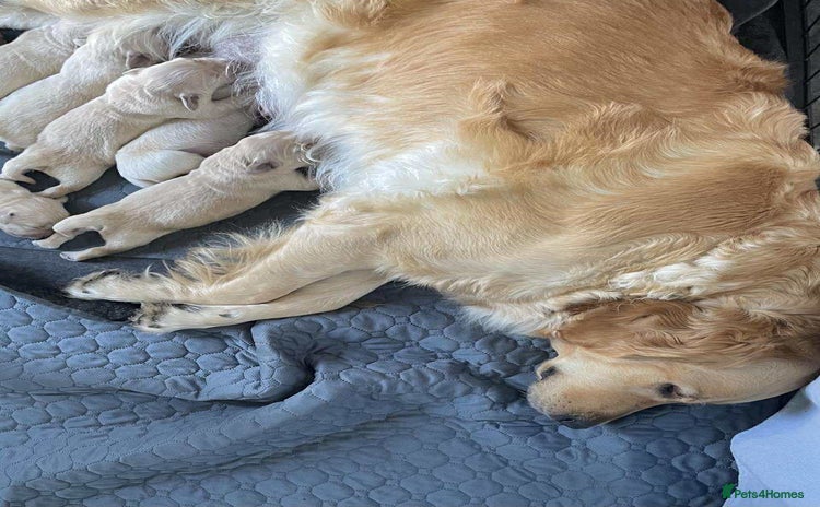 Golden Retriever dogs - Advert 4