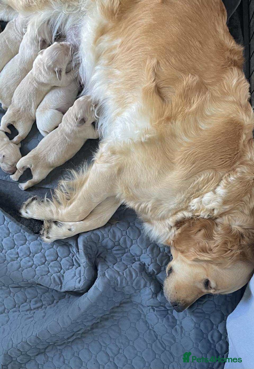 Golden Retriever dogs for sale: Golden Retriever puppies - Image 1