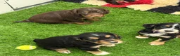 Cocker Spaniel dogs for sale: Working cocker Spainel puppies  - Advert 5