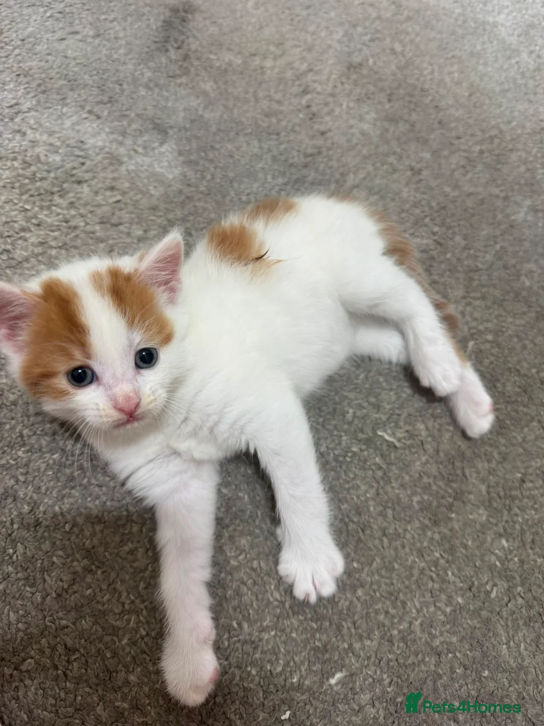Mixed Breed cats for sale: Kittens for sale  in Bradford - Advert 2