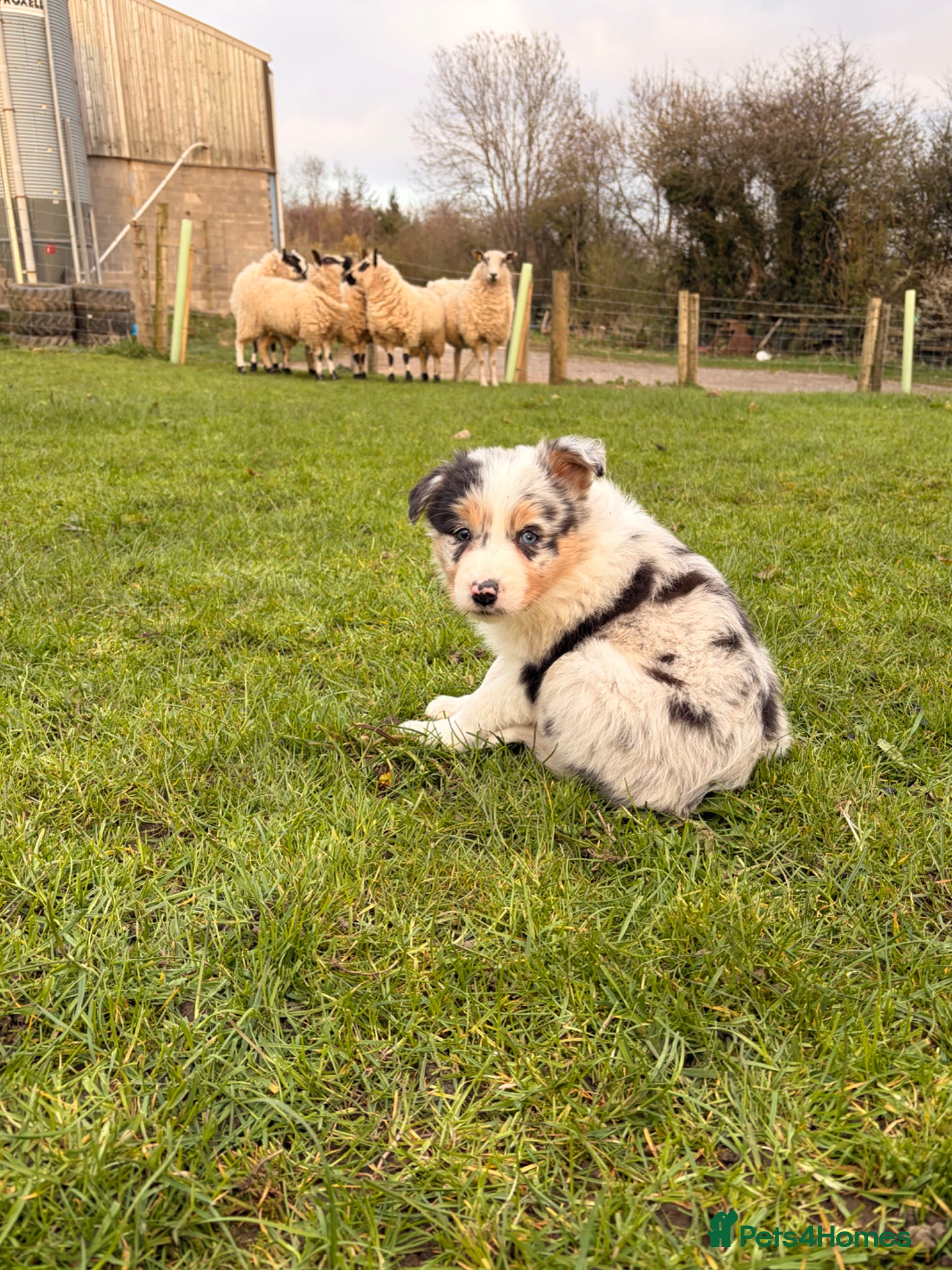 Border Collie dogs  Border Collie Pups blue Merle and black/white/tan - Advert 1