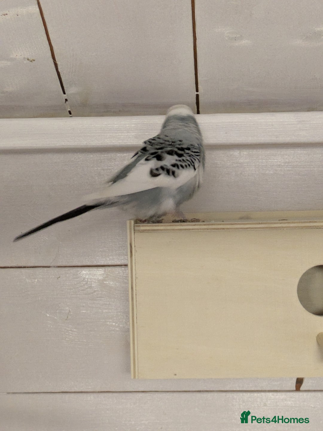 Budgerigars birds for sale: Mixed budgies nice colours  - Image 2