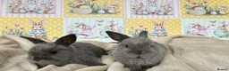 Netherland Dwarf rabbits for sale: Neverland babies 💗💙 - Advert 4