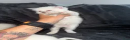Ragdoll cats for sale: Ragdoll kittens - Advert 15