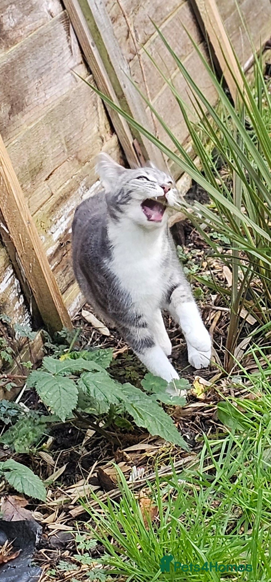 British Shorthair cats FREE ASAP 3 cats for rehoming due to moving abroad - Advert 1