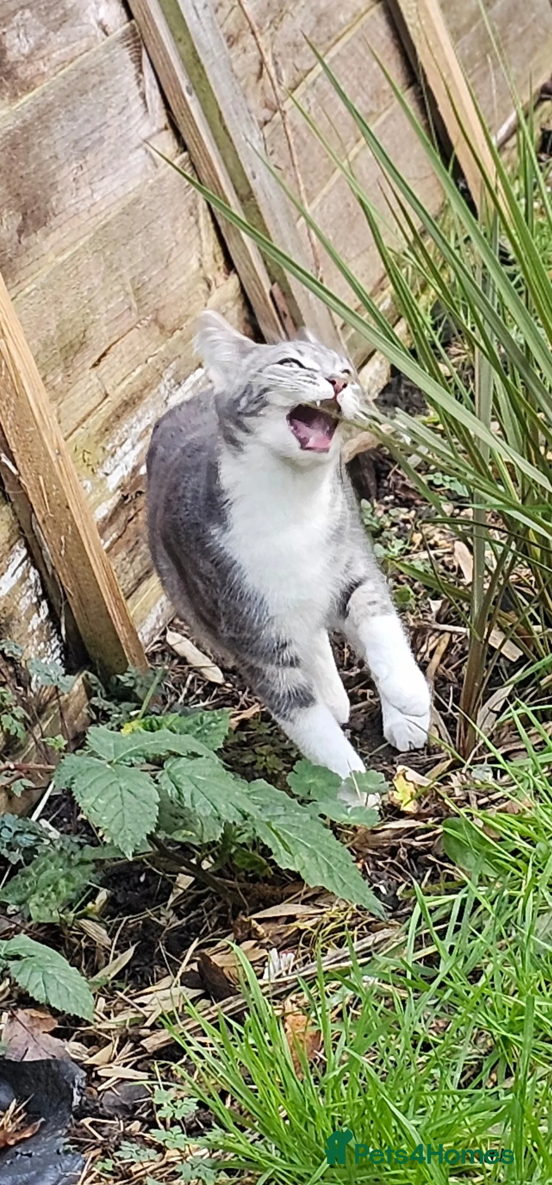 British Shorthair cats for sale: FREE ASAP 3 cats for rehoming due to moving abroad - Advert 1