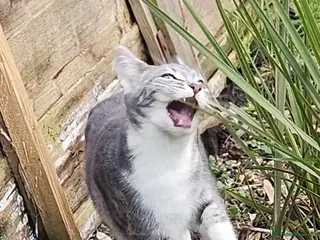 British Shorthair cats FREE ASAP 3 cats for rehoming due to moving abroad - Advert 5