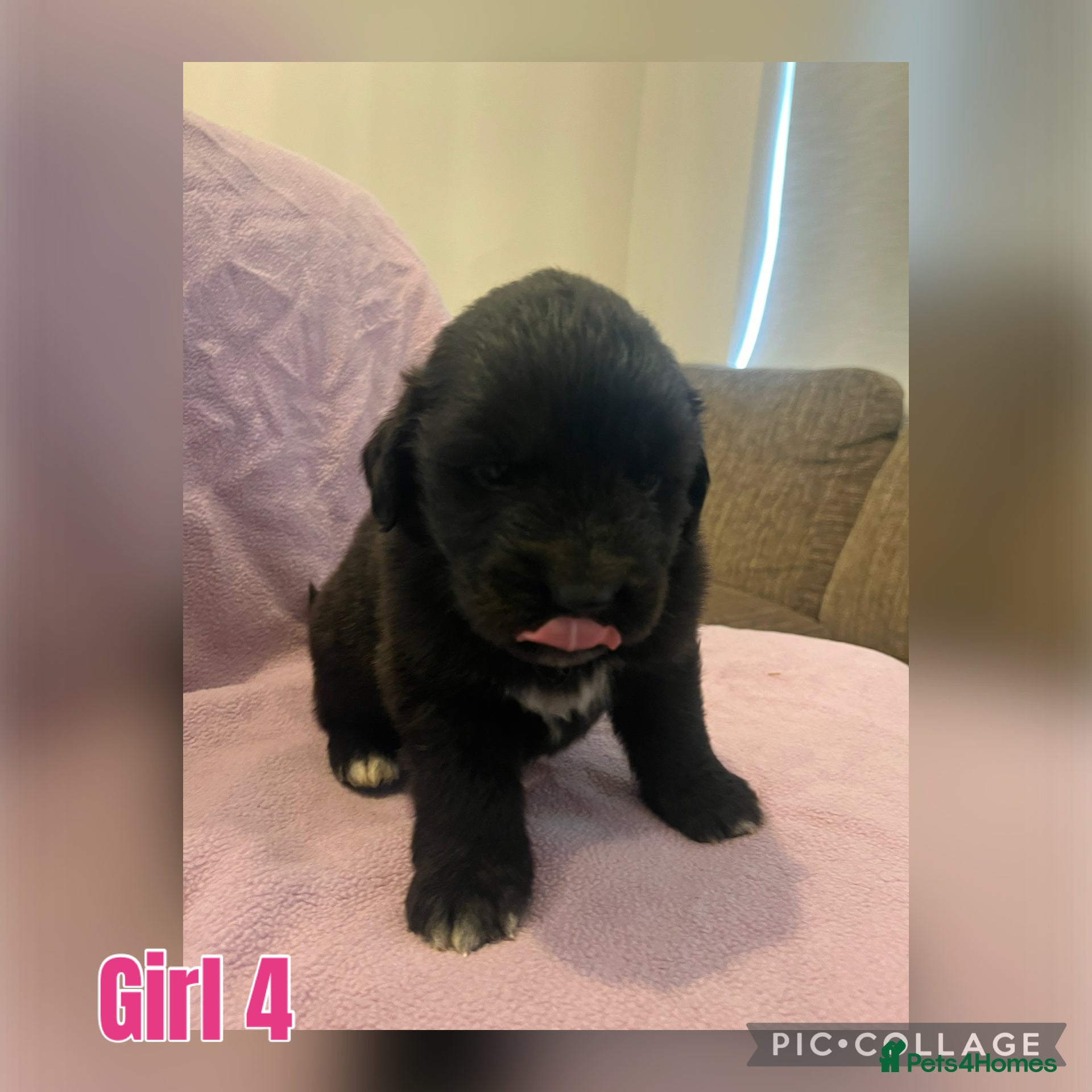 Mixed Breed Puppy 10