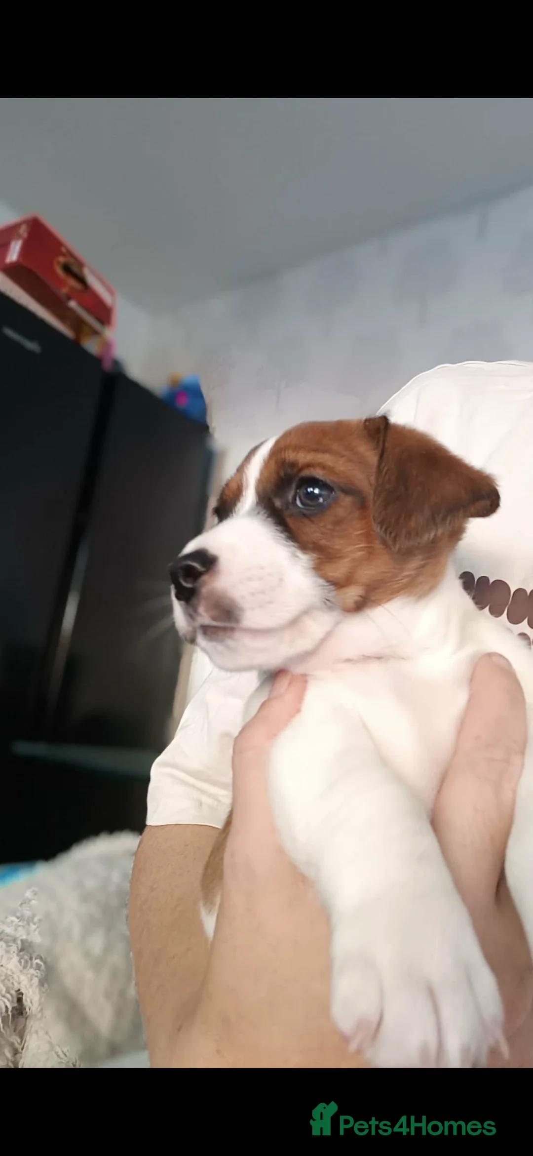 Jack Russell dogs for sale: Jack Russell Puppies - Advert 3