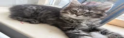 Maine Coon cats for sale: Maincoon x Ragdoll - Advert 4