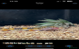 Leopard Gecko reptiles for sale: 2 x baby leopard geckos - Image 2