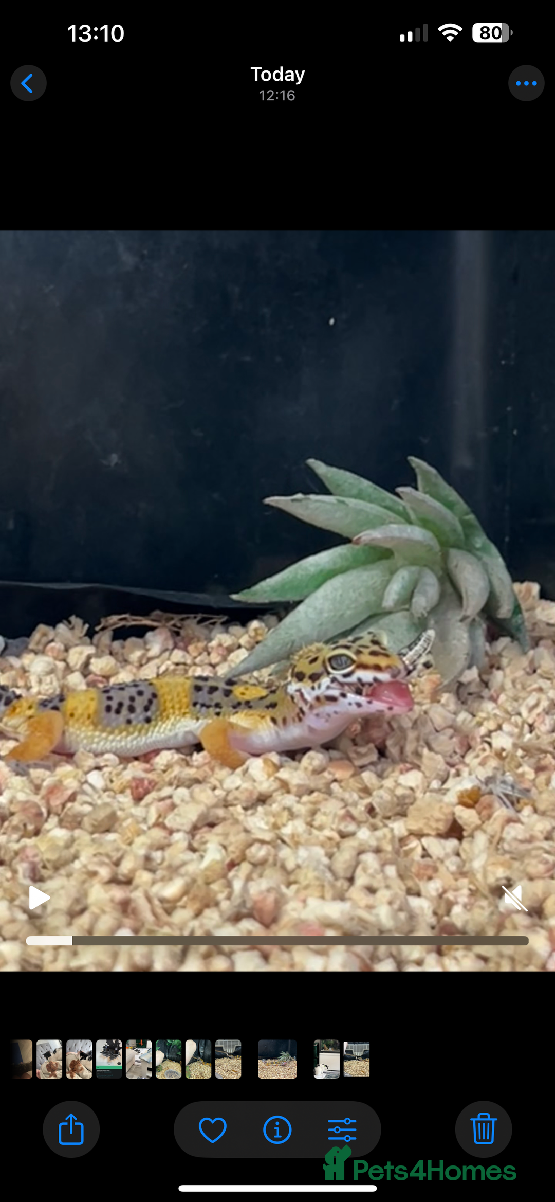Leopard Gecko reptiles for sale: 2 x baby leopard geckos - Image 2
