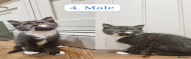 Maine Coon 4