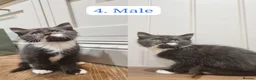 Maine Coon cats for sale: Gorgeous Maine Coon X Kittens-Litter of 7 - Advert 10