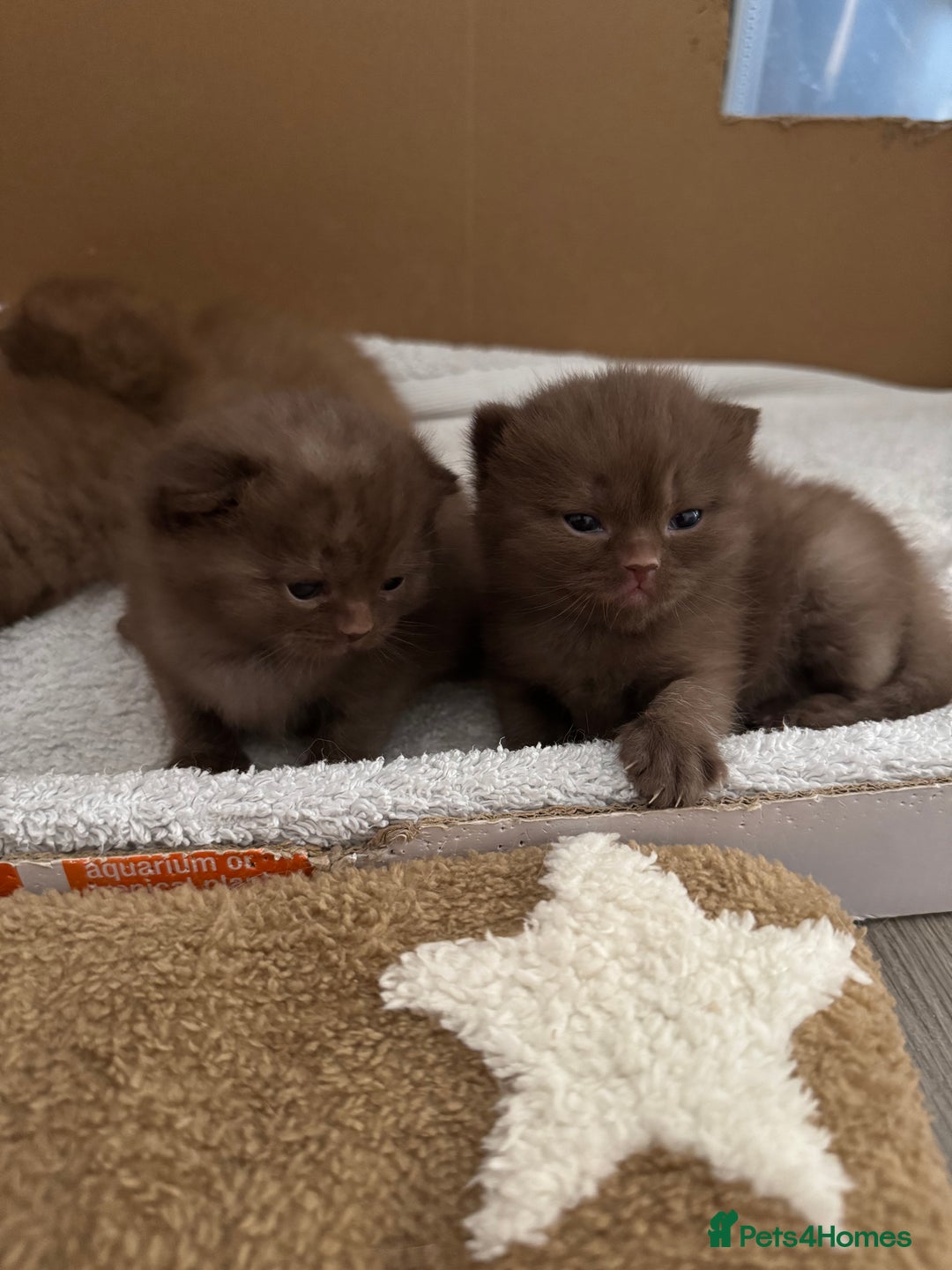 British Shorthair cats for sale: 🤎 British Shorthair Cinnamon Kittens🤎 - Image 10
