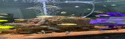 Cichlids fish for sale: african cichlids  in Barnsley - Advert 2