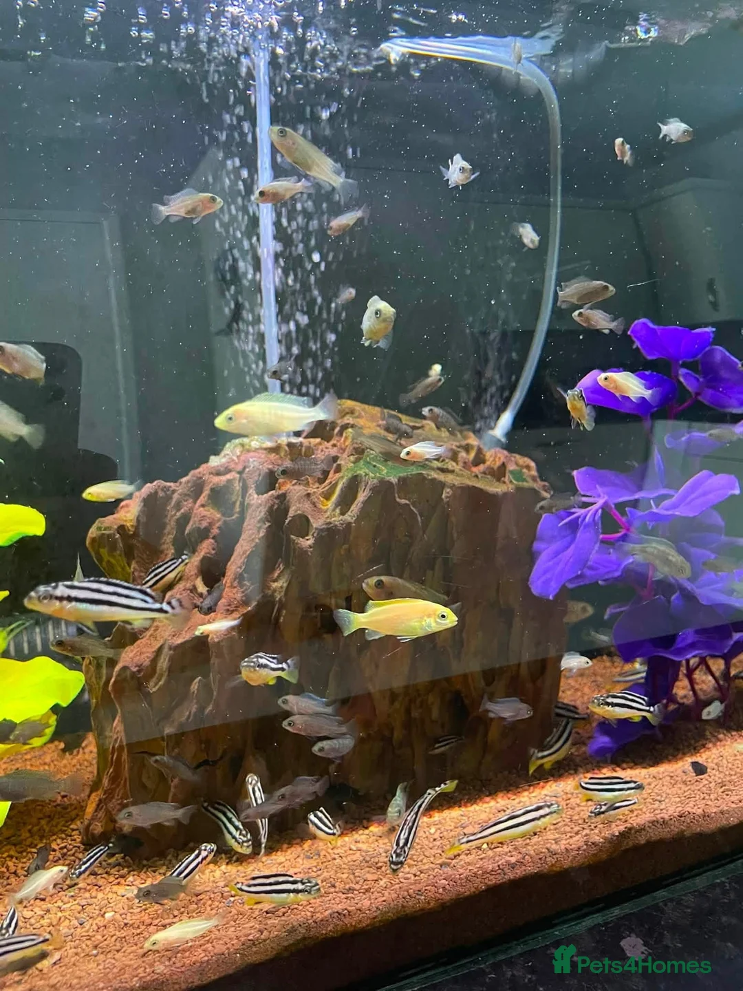 Cichlids fish for sale: african cichlids  in Barnsley - Advert 2