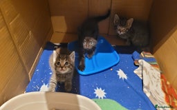 Mixed Breed cats for sale: 4 kittens available start of September  - Image 9