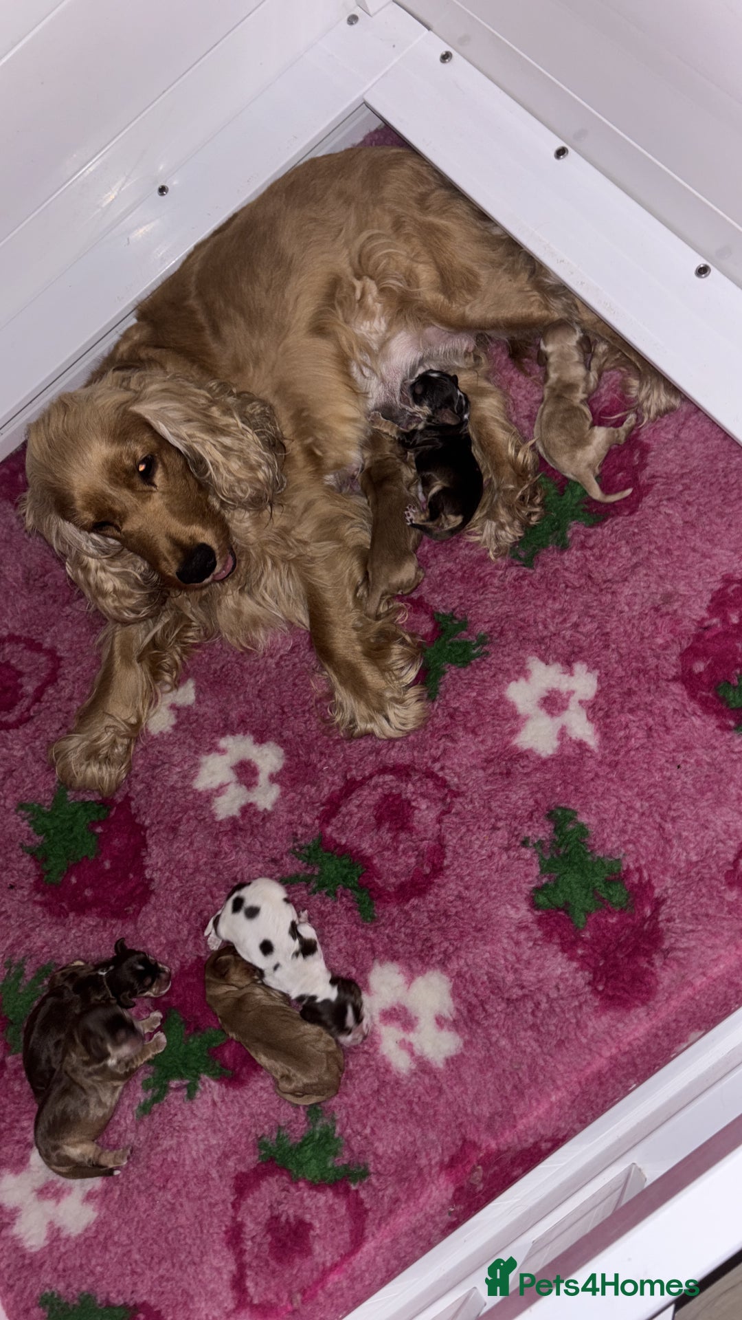 Cocker Spaniel dogs for sale: Beautiful family SHOW cocker spaniels - Image 4