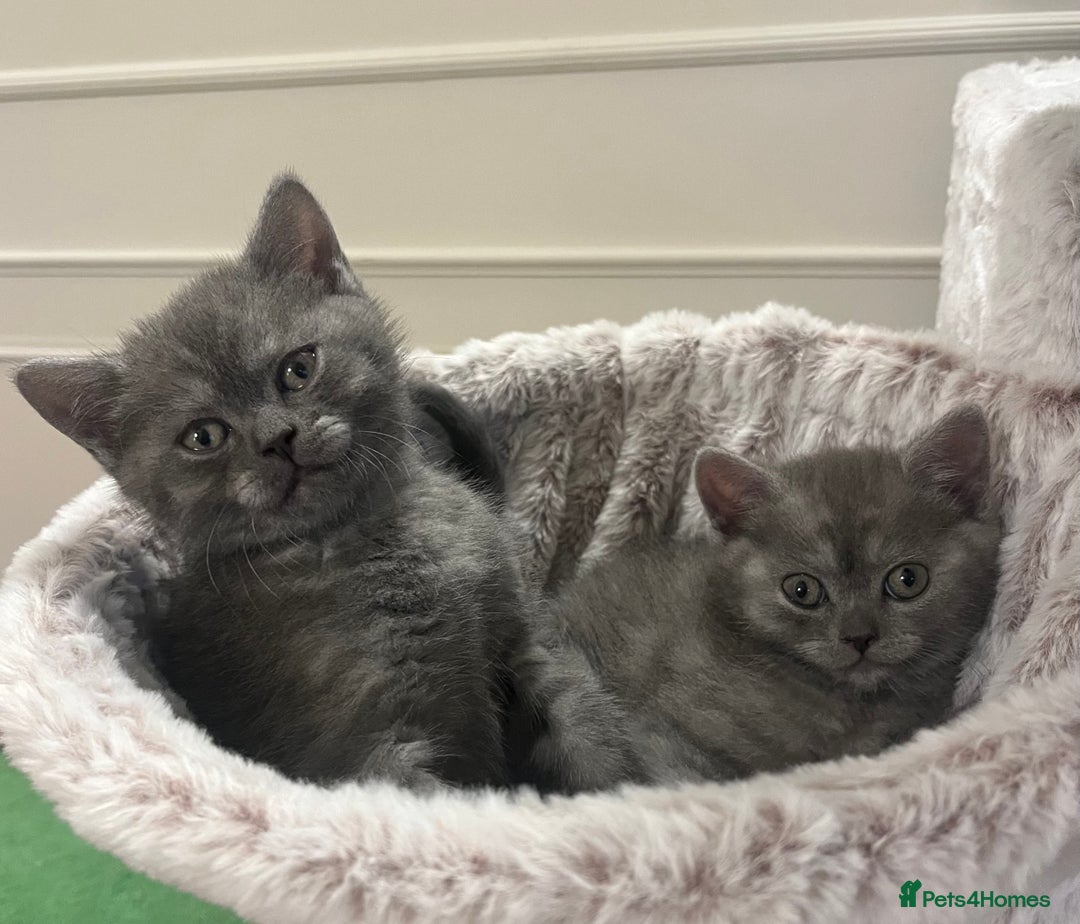 British Shorthair cats for sale: Beautiful BSH kittens, 1 girl, 1 boy available  - Advert 2