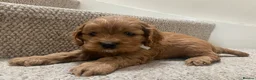 Cockapoo dogs for sale: American Cockapoo pups. F1 Health tested Parents - Advert 7