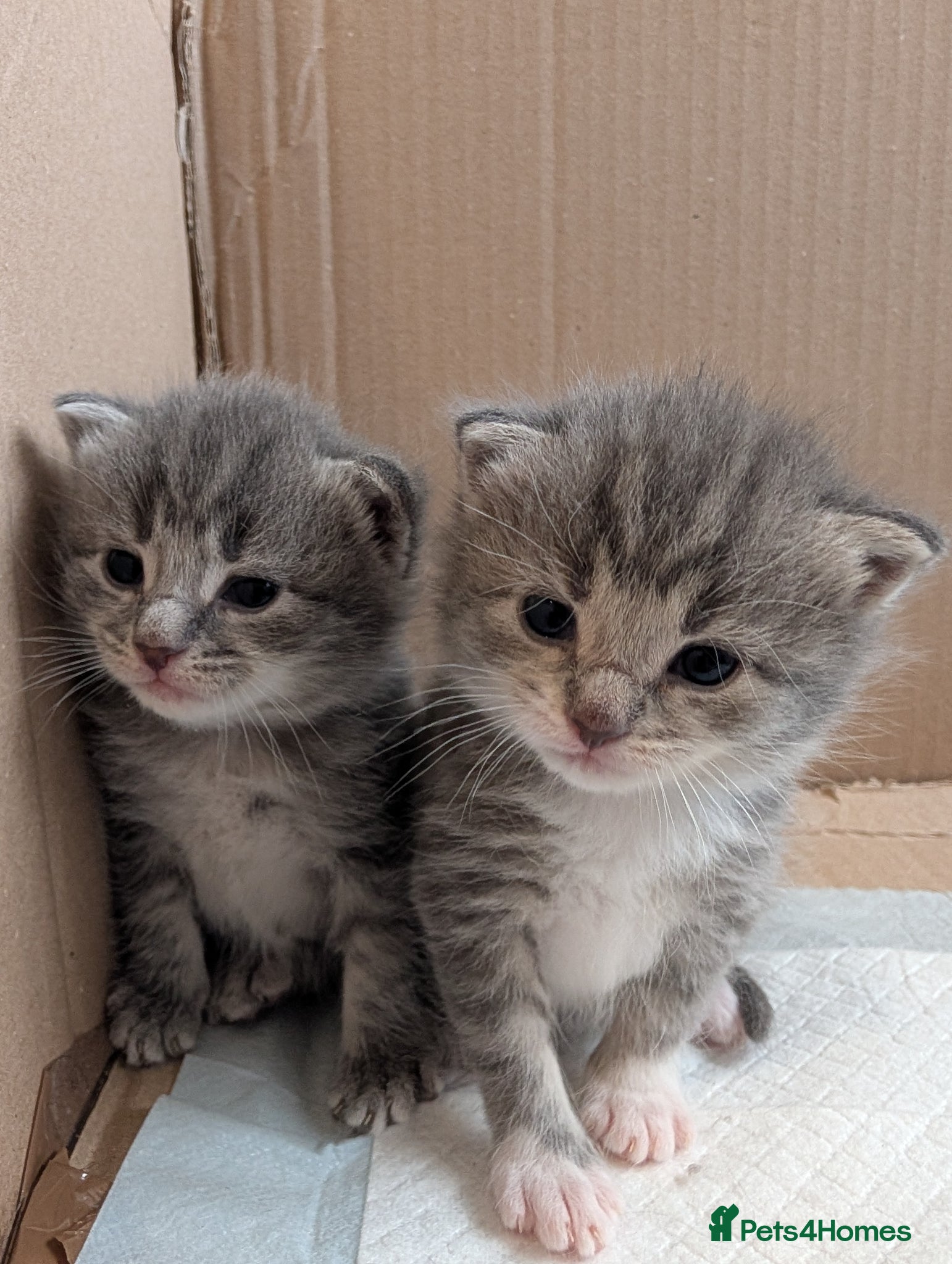 Maine Coon cats 7 gorgeous maine coon cross kittens  - Advert 3
