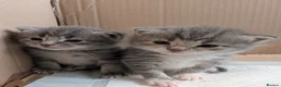 Maine Coon cats for sale: 7 gorgeous maine coon cross kittens  - Advert 1