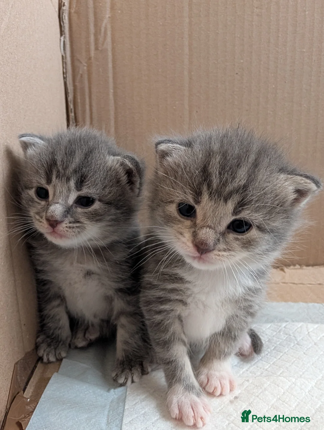 Maine Coon cats for sale: 7 gorgeous maine coon cross kittens  - Advert 1