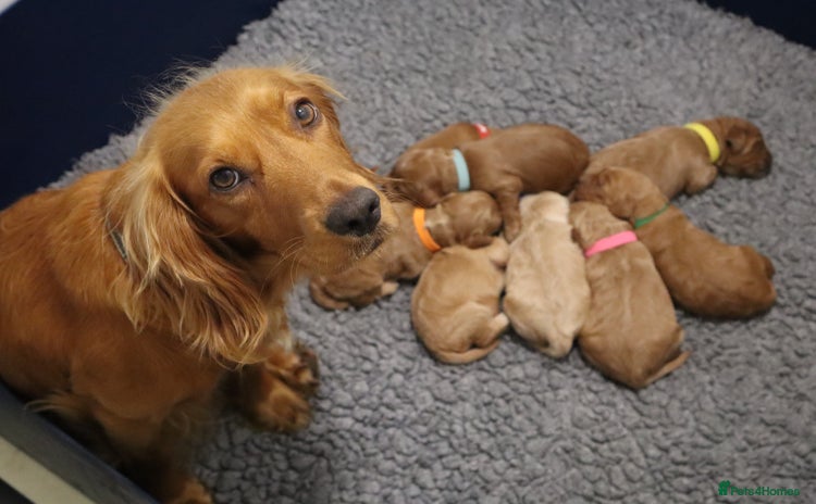 Cockapoo dogs - Advert 1