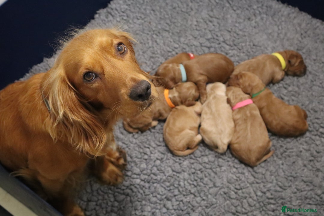 Cockapoo dogs for sale: 5* BREEDER F1 COCKAPOO PUPS - Image 1