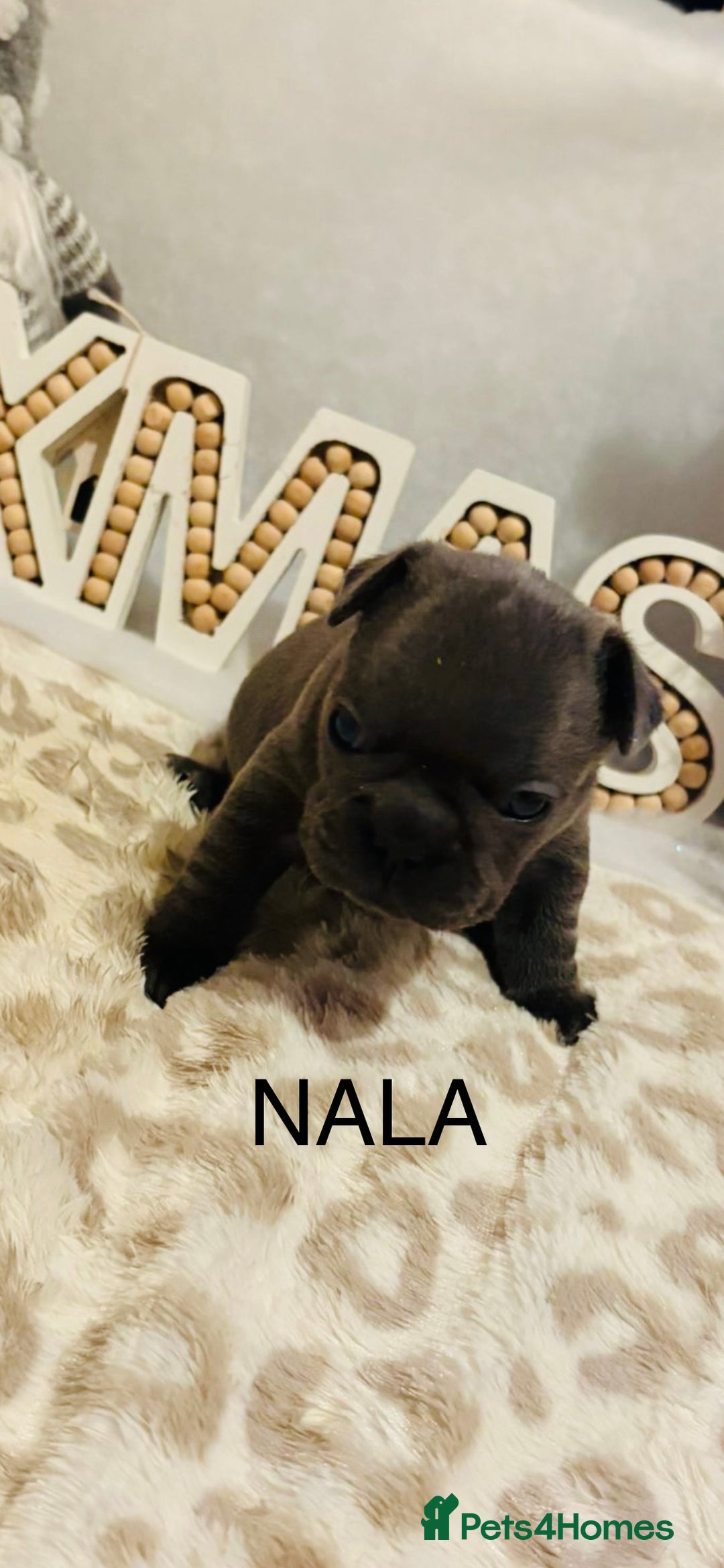 French Bulldog dogs for sale: French bulldog puppies - Advert 8