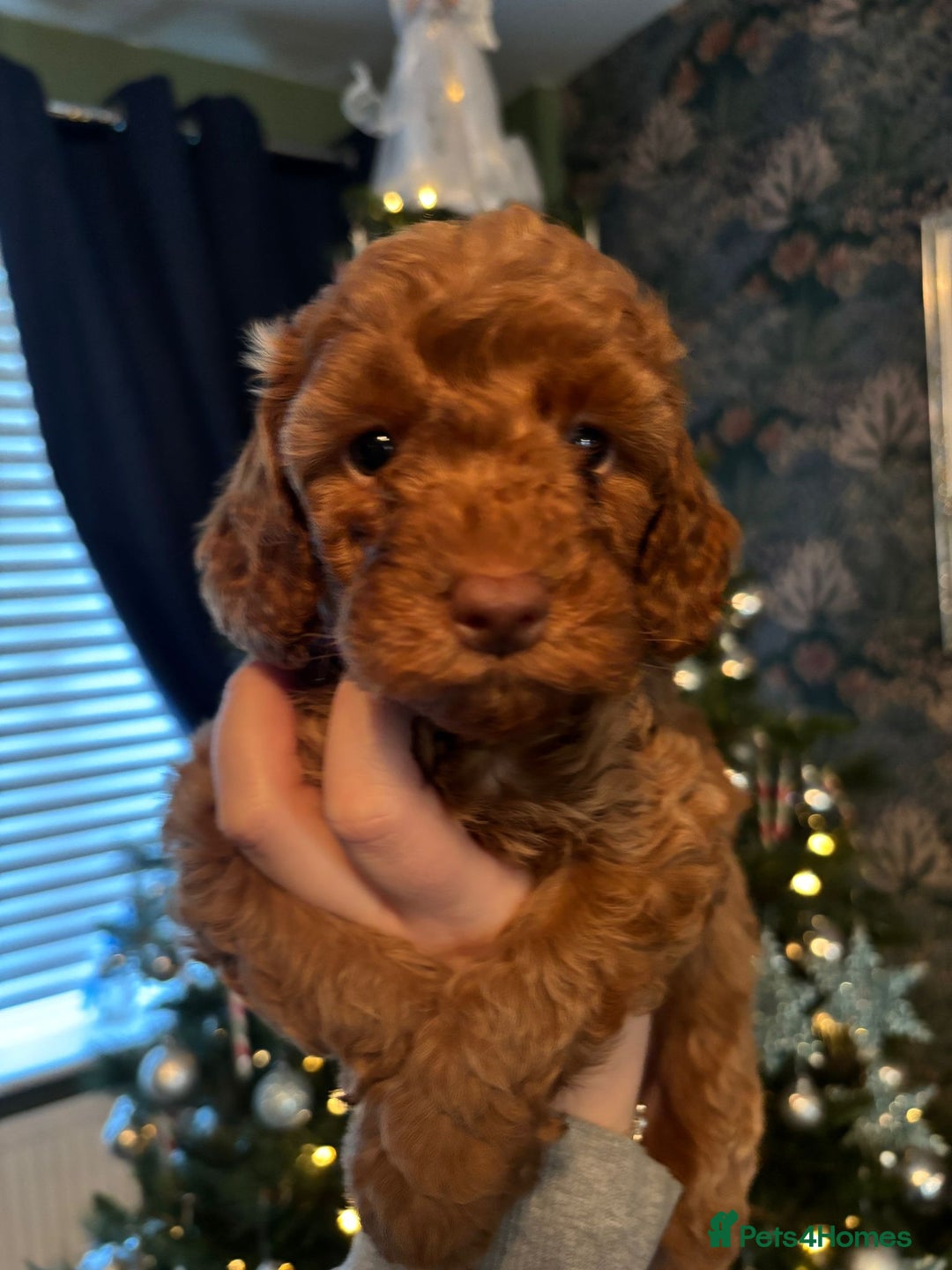 Cockapoo dogs for sale: Beautiful Cockapoo Puppies - Advert 12
