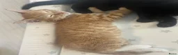 Mixed Breed cats for sale: Beautiful male kittens  - Advert 7