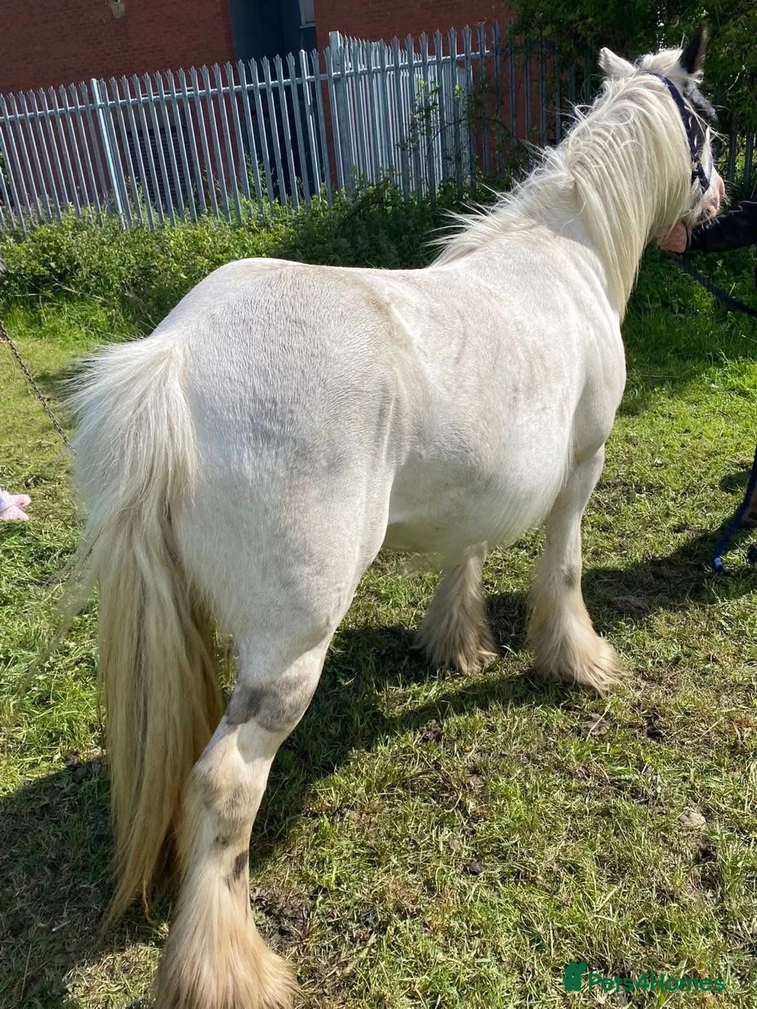 Other Breed horses for sale: Beautiful 4-Year-Old Cob Mare – Family Pony in Staines - Advert 2