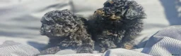 Toy Poodle dogs for sale:  female toy poodle pups. Health tested parents  - Advert 20