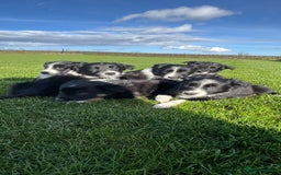 Border Collie dogs for sale: Superb litter of purebred Border Collie puppies  - Image 33