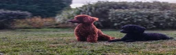 Toy Poodle dogs for sale: RED Toy poodles in Havant - Advert 10