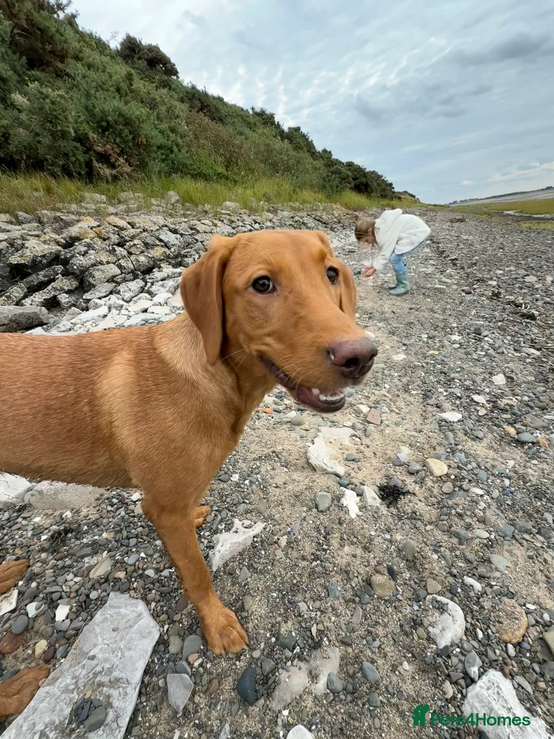 Labrador Retriever dogs for sale: Red Fox Labrador  in Poulton-le-Fylde - Advert 1