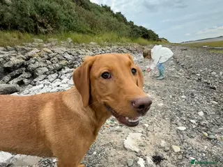 Labrador Retriever dogs Red Fox Labrador - Advert 16