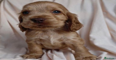 Cocker Spaniel dogs - Advert 4