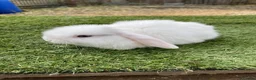 Continental Giant rabbits for sale: Purebred mini lops - Advert 10