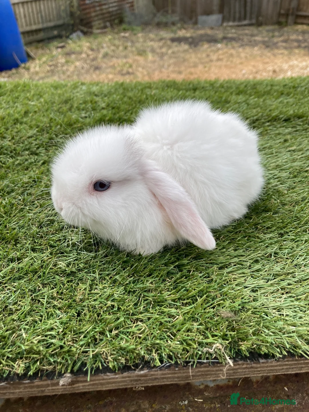 Continental Giant rabbits for sale: Purebred mini lops - Advert 10