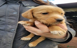 Mixed Breed dogs for sale: Labrador x sprocker - Advert 6