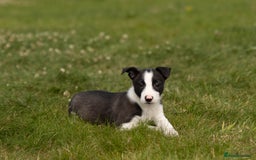 Mixed Breed dogs for sale: 🐾 Jack Russell x Border Collie Puppies  - Image 2