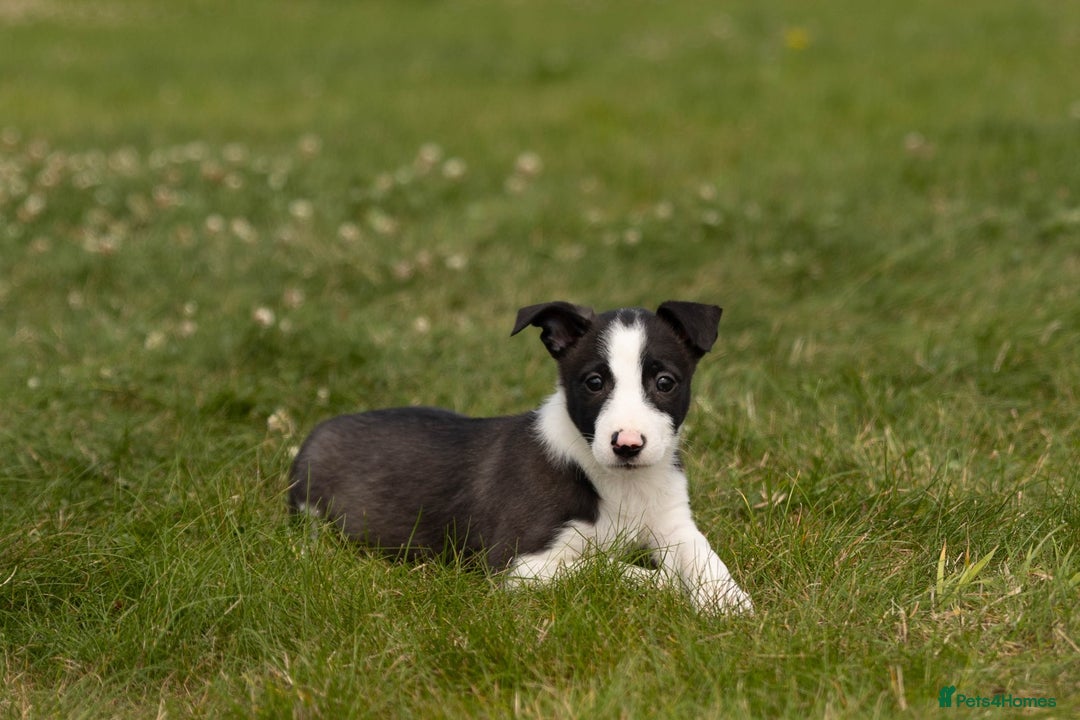 Mixed Breed dogs for sale: 🐾 Jack Russell x Border Collie Puppies  - Image 2