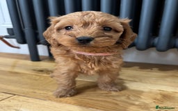 Labradoodle dogs for sale: ⭐️ Stunning F1b Labradoodle Puppies KC Parents ⭐️ - Image 12