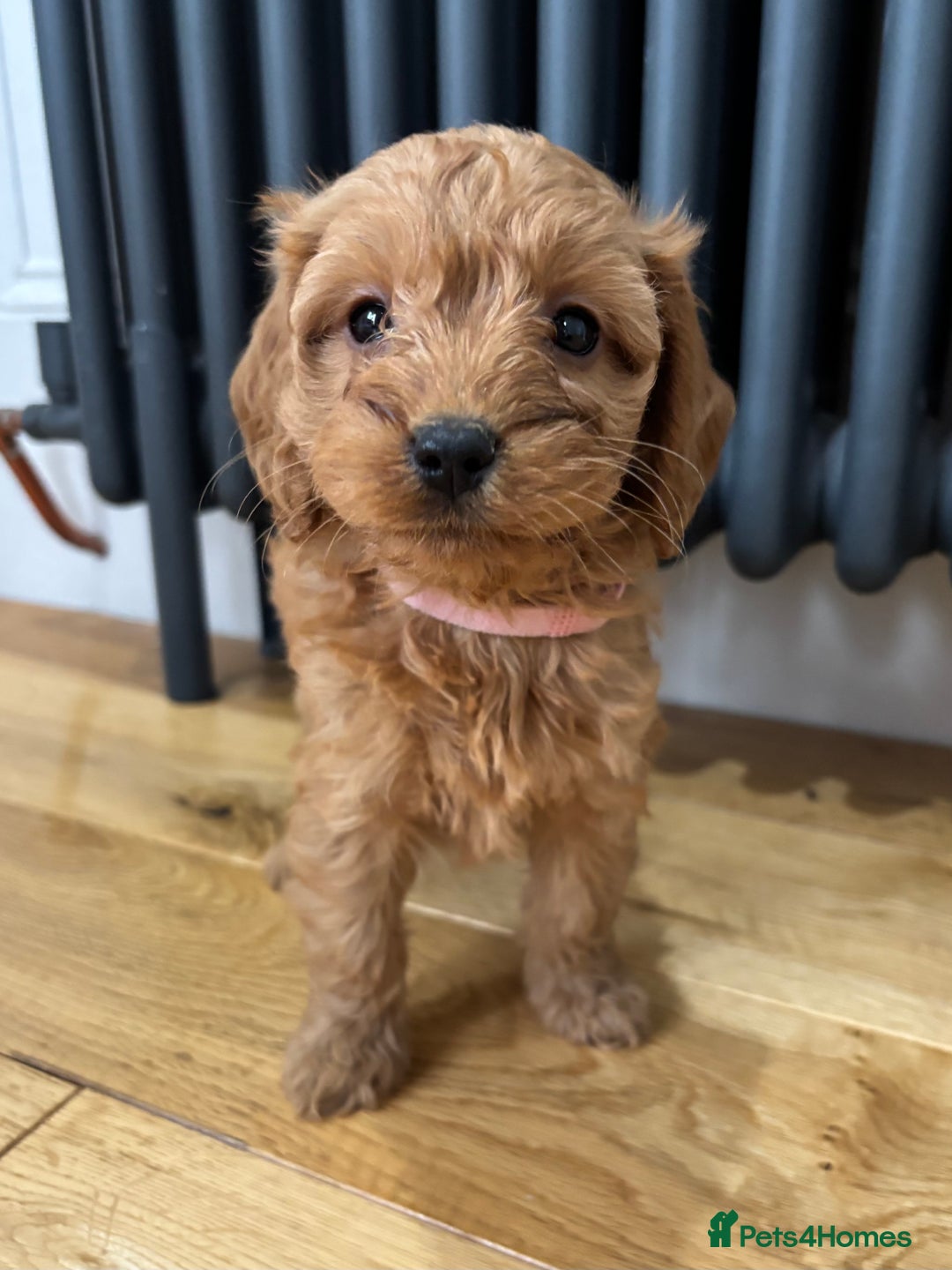 Labradoodle dogs for sale: ⭐️ Stunning F1b Labradoodle Puppies KC Parents ⭐️ - Image 12